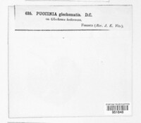 Puccinia glechomatis image